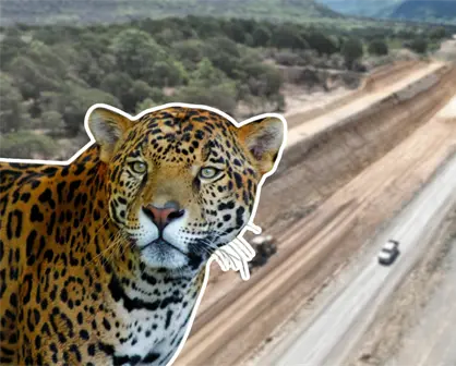 Autopista Mante-Ocampo-Tula: este es el riesgo que representa para la fauna de la región