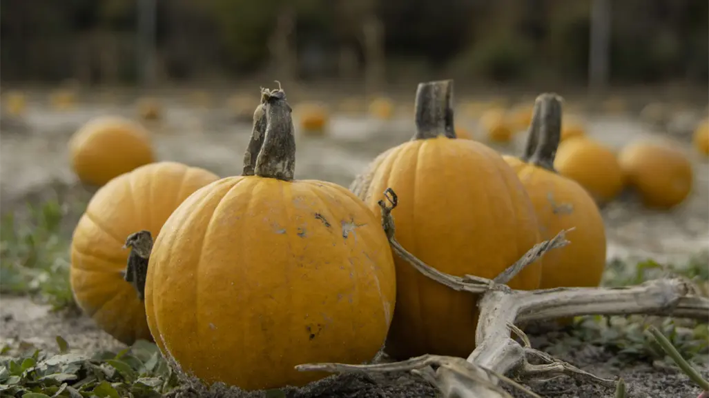 Halloween y día de muertos: en este municipio de Tamaulipas siembran las mejores calabazas
