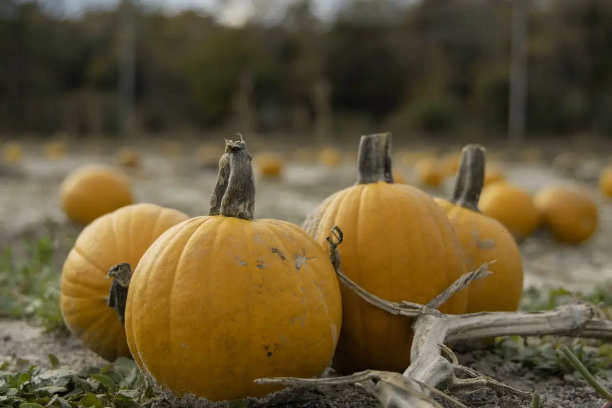 La calabaza de castilla uno de los frutos de temporada de Halloween | Foto: Perla Herrera