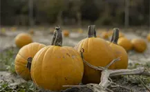 Halloween y día de muertos: en este municipio de Tamaulipas siembran las mejores calabazas