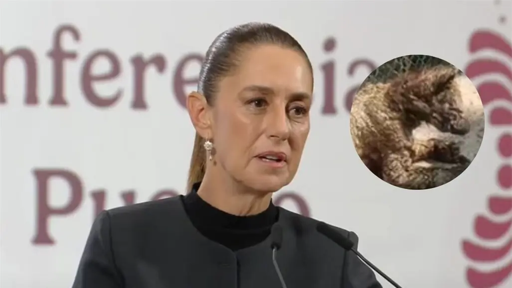 Claudia Sheinbaum pide a PROFEPA informar sobre caso de osa enferma en Nuevo León