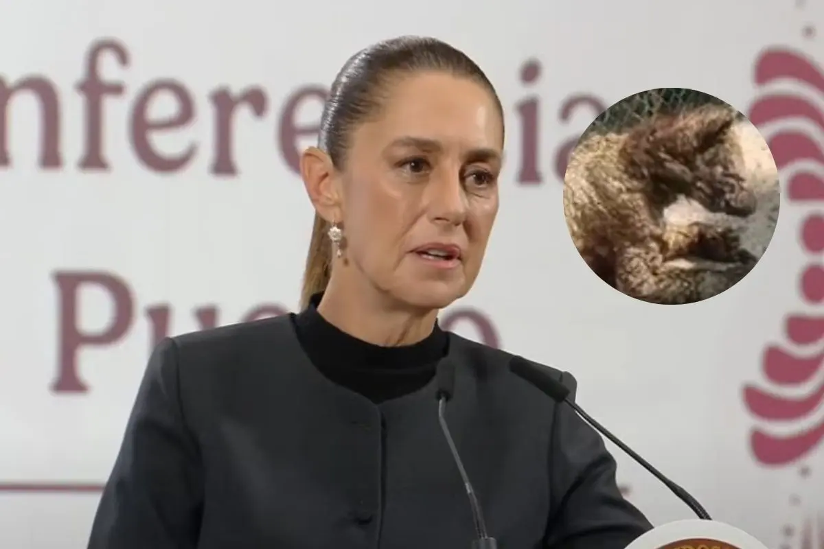 La presidenta de México, Claudia Sheinbaum Pardo, dijo que será la Procuraduría Federal de Protección al Ambiente (PROFEPA) quien informe sobre el caso de la osa enferma en el zoológico La Pastora, de Nuevo León. Foto: YouTube Claudia Sheinbaum Pardo