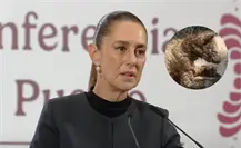Claudia Sheinbaum pide a PROFEPA informar sobre caso de osa enferma en Nuevo León