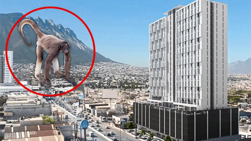 Mono araña aparece en empresa de Monterrey