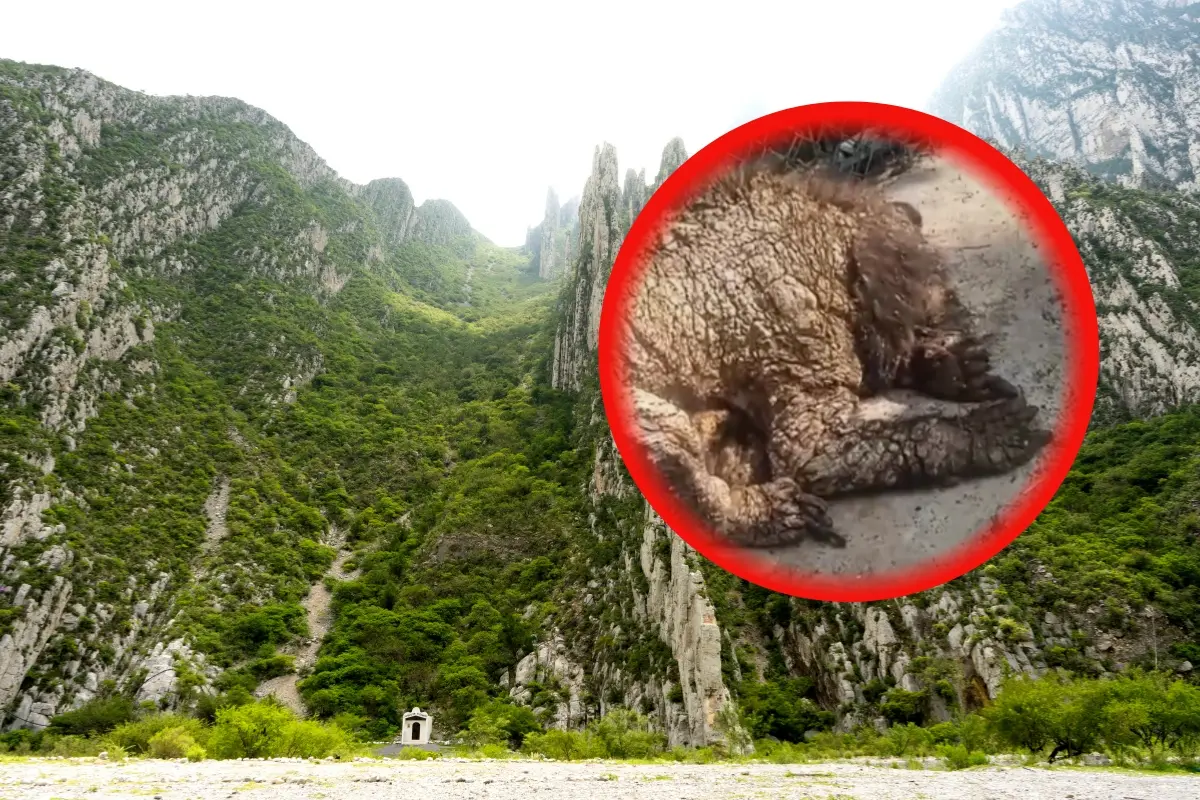 Una montaña en Nuevo León y un oso. Foto: Canva