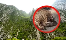 Parques y Vida Silvestre asume cuidado de la osa enferma en La Pastora