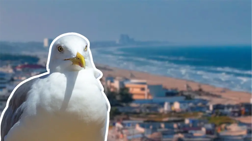 Ante caso de gripe aviar en Matamoros, Madero monitorea aves de playa Miramar
