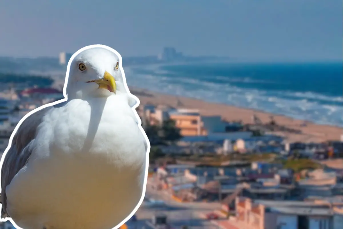El caso de gripe aviar en una gaviota de playa Bagdad ha encendido alertas en la costa tamaulipeca, donde las aves ya son monitoreadas. Foto: Carlos García