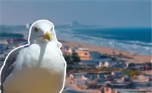Ante caso de gripe aviar en Matamoros, Madero monitorea aves de playa Miramar