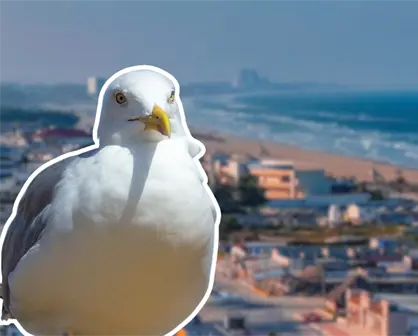 Ante caso de gripe aviar en Matamoros, Madero monitorea aves de playa Miramar