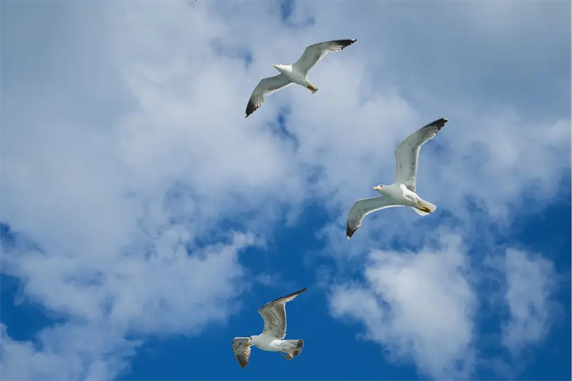 Una gaviota muerta que dio positivo a gripe aviar en playa Bagdad en Matamoros encendió las alertas en Tamaulipas. Foto: Freepik
