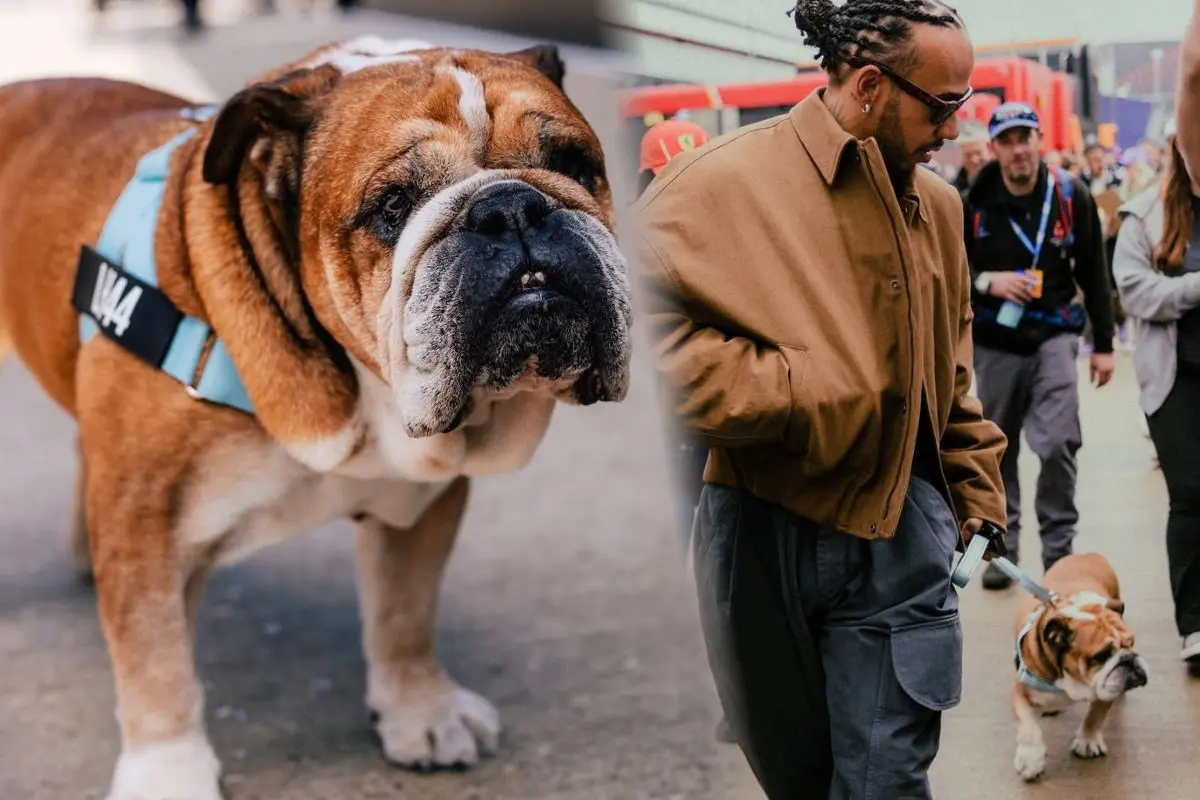 Roscoe cuenta con su propia cuenta de Instagram donde comparte su lujosa vida. FOTO: CANVA/IG: @roscoelovescoco