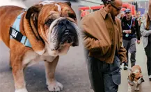 ¿Quién es Roscoe, la mascota de Lewis Hamilton que entró en coma?
