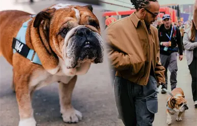 ¿Quién es Roscoe, la mascota de Lewis Hamilton que entró en coma?