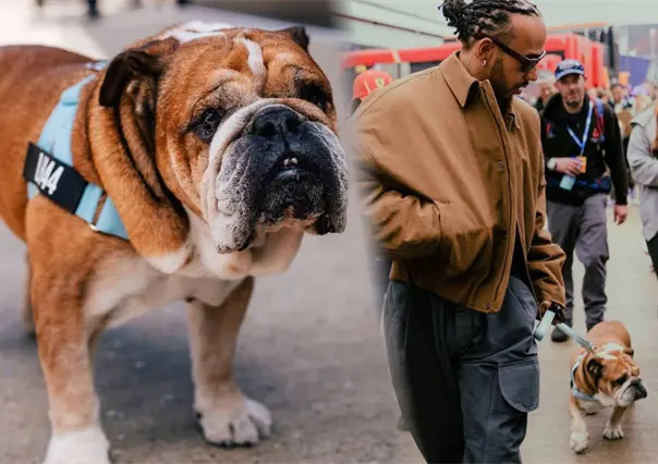 ¿Quién es Roscoe, la mascota de Lewis Hamilton que entró en coma?