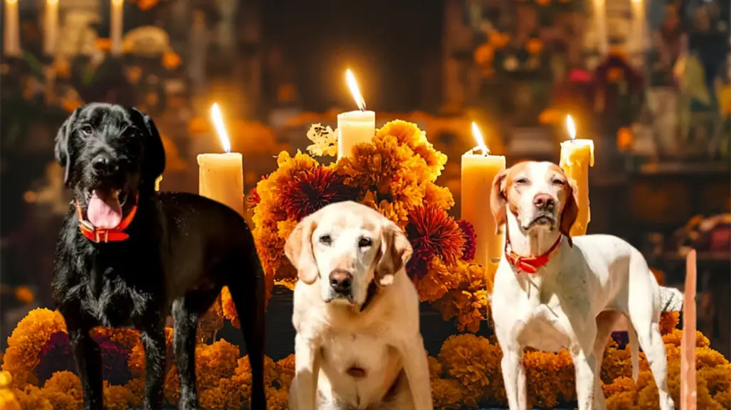 Día de Muertos en Tamaulipas: ¿Cuándo se pone el altar para las mascotas?