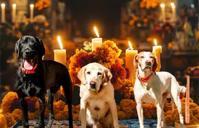 Día de Muertos en Tamaulipas: ¿Cuándo se pone el altar para las mascotas?