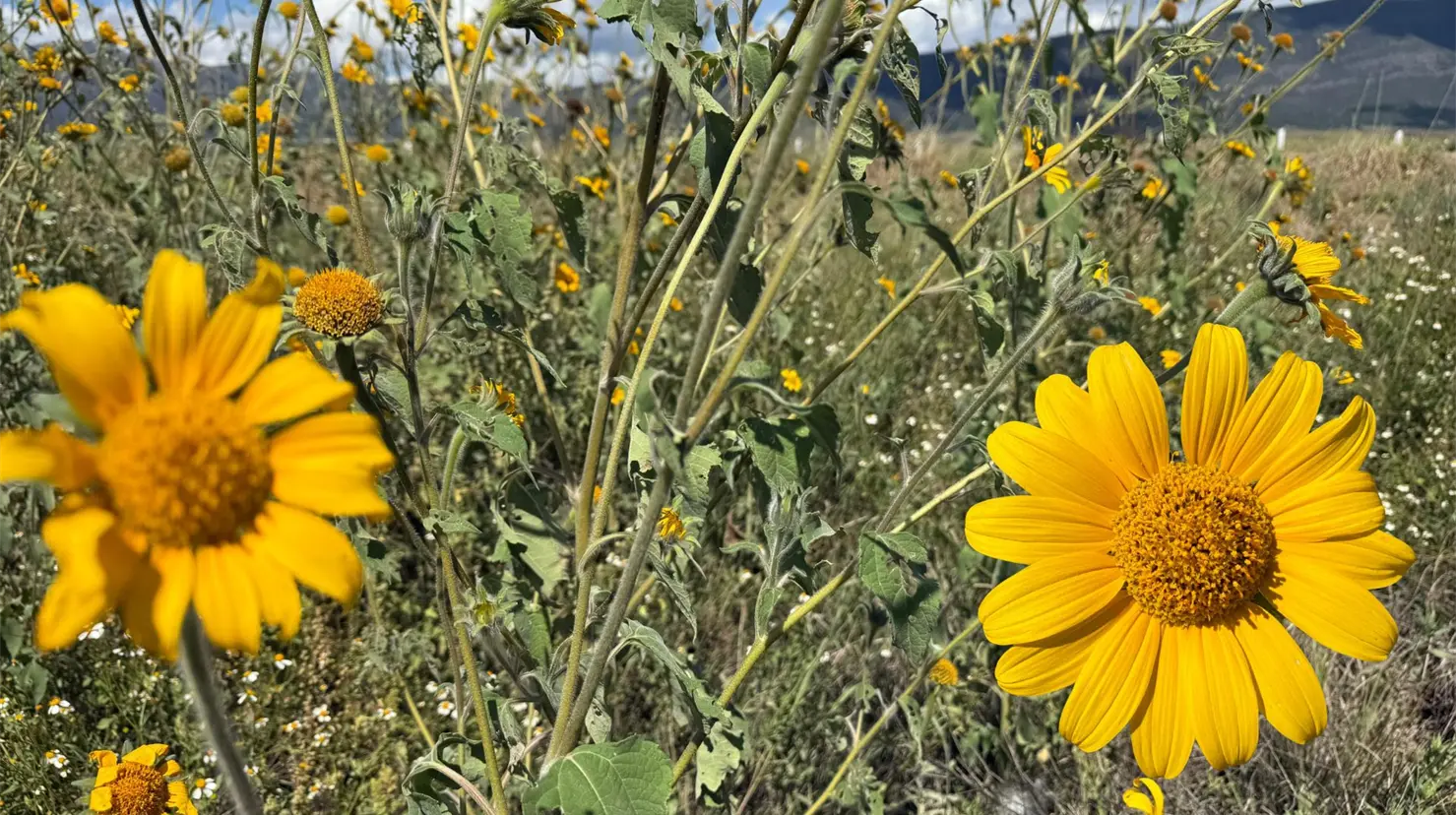 Con la llegada del otoño, la Sierra de Arteaga, en Coahuila, se convierte en un escenario que parece sacado de una postal. (Fotografía: Leslie Delgado)