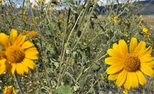 La Sierra de Arteaga se pinta de otoño: un paraíso de colores y naturaleza