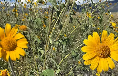La Sierra de Arteaga se pinta de otoño: un paraíso de colores y naturaleza