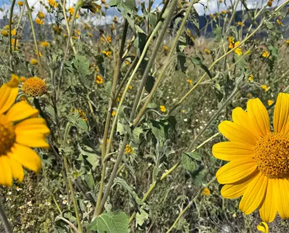 La Sierra de Arteaga se pinta de otoño: un paraíso de colores y naturaleza
