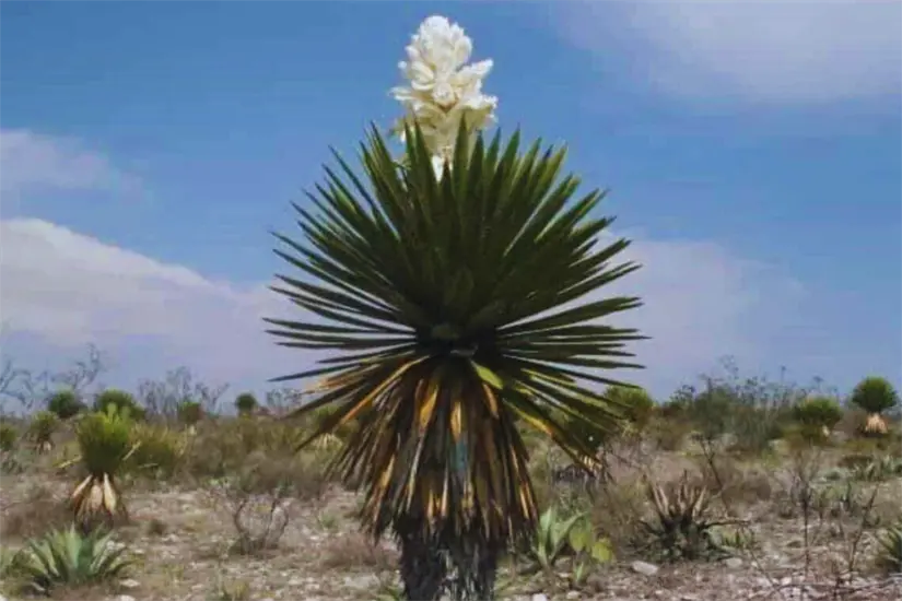 Las chochas en Tamaulipas también son conocidas comúnmente como oro blanco | Foto: Perla Herrera