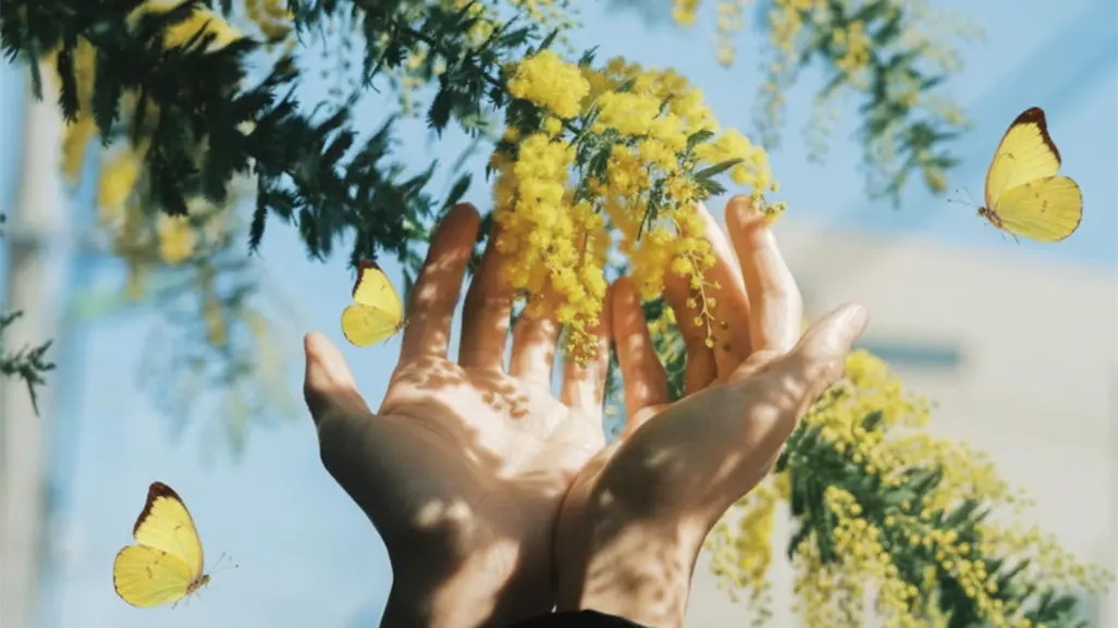 Así se vio el cielo de Baja California Sur cubierto de mariposas amarillas | VIDEOS