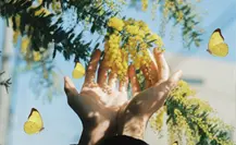 Así se vio el cielo de Baja California Sur cubierto de mariposas amarillas | VIDEOS