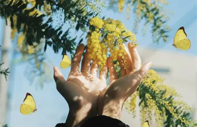 Así se vio el cielo de Baja California Sur cubierto de mariposas amarillas | VIDEOS