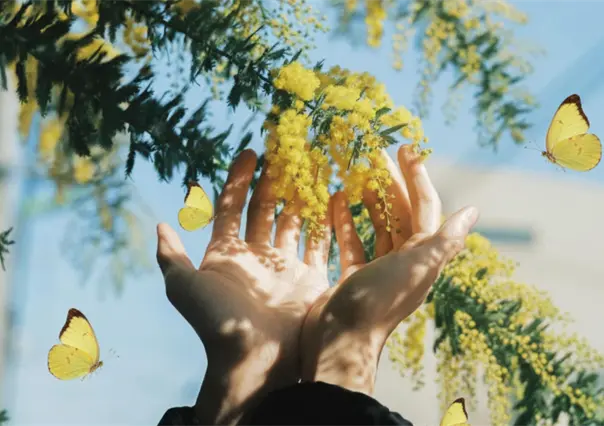 Así se vio el cielo de Baja California Sur cubierto de mariposas amarillas | VIDEOS