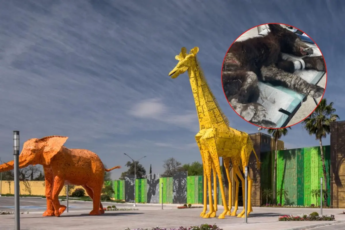 Zoológico La Pastora de fondo y en circulo la osa Mina Foto: Canva
