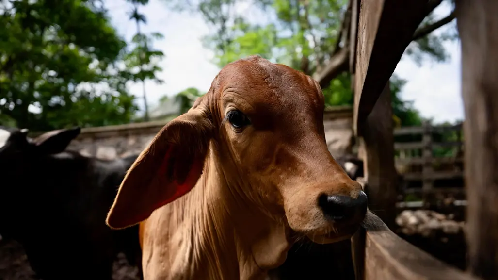 39 nuevos casos del gusano barrenador en Yucatán; piden no descuidar lesiones en animales