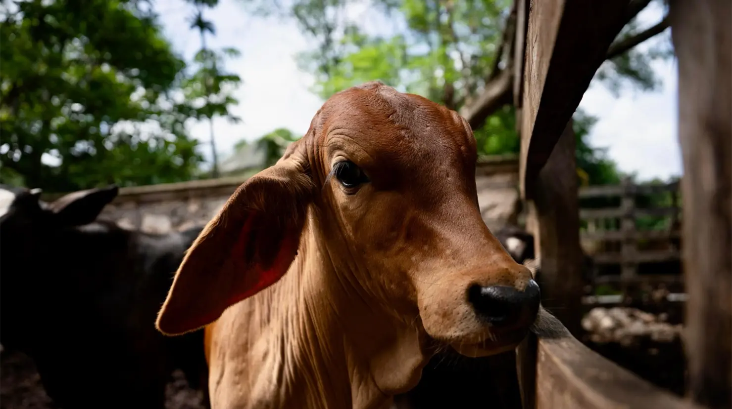 Tratar oportunamente incluso heridas superficiales ayuda a cuidar la producción pecuaria y la salud de los animales Foto: Seder 