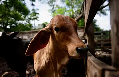 39 nuevos casos del gusano barrenador en Yucatán; piden no descuidar lesiones en animales