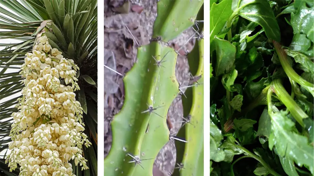 Estos son los ingredientes de cocina inusuales que se usan en Tamaulipas