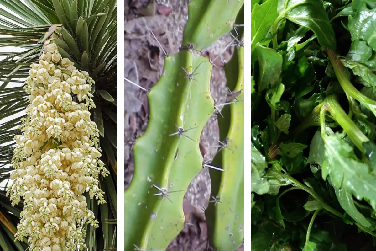 Estos ingredientes son todo un manjar en la comida Tamaulipeca | Foto: Perla Herrera