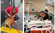 Lewis Hamilton sufre por Roscoe, pero ¿quién es su fiel compañero?