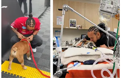 Lewis Hamilton sufre por Roscoe, pero ¿quién es su fiel compañero?