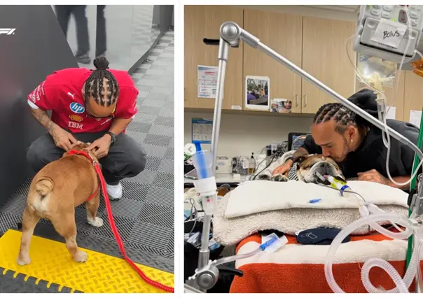 Lewis Hamilton sufre por Roscoe, pero ¿quién es su fiel compañero?
