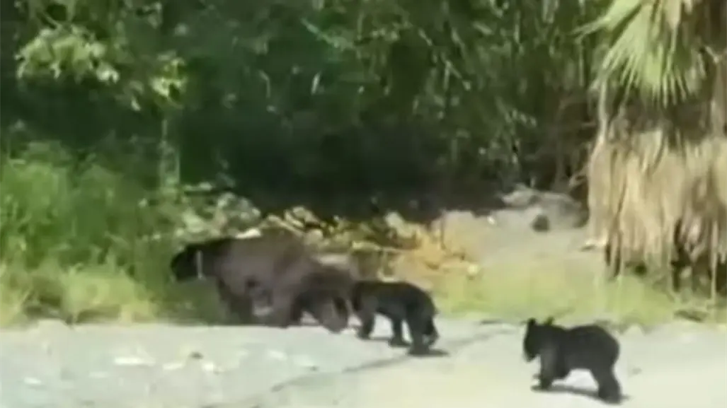 ¡Ternura total! Familia de osos sorprenden a vecinos de Valle Alto