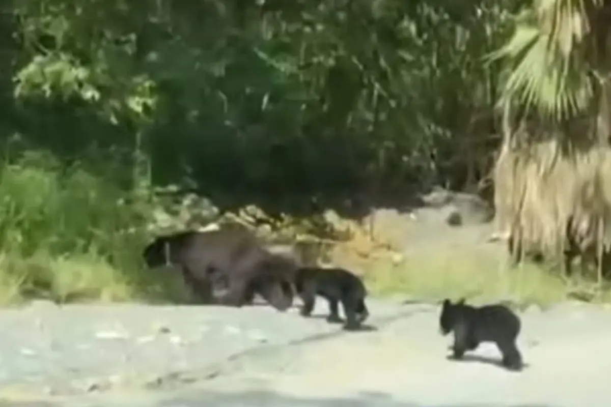 Este fin de semana, habitantes de la zona sur de Monterrey fueron sorprendidos por la presencia de una familia de osos. Foto: Cortesía