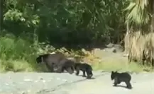 ¡Ternura total! Familia de osos sorprenden a vecinos de Valle Alto