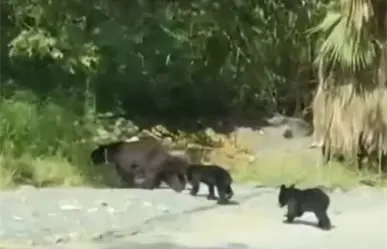 ¡Ternura total! Familia de osos sorprenden a vecinos de Valle Alto