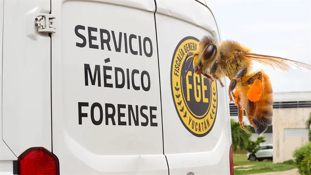 Ataque de abejas en Mérida deja un hombre fallecido y cuatro lesionados