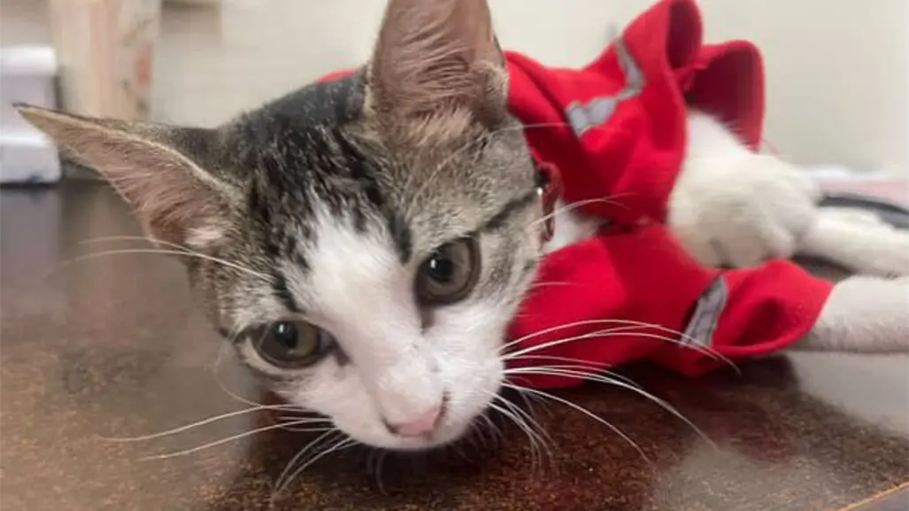 Gatito Urgencio: Rescatado y Adoptado por Cruz Roja Mexicana