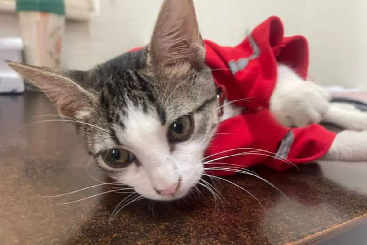 Descubre la conmovedora historia de Urgencio, el gatito rescatado por la Cruz Roja Mexicana en Ciudad Victoria. ¡Emociónate con su adorable uniforme!