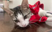 Gatito Urgencio: Rescatado y Adoptado por Cruz Roja Mexicana