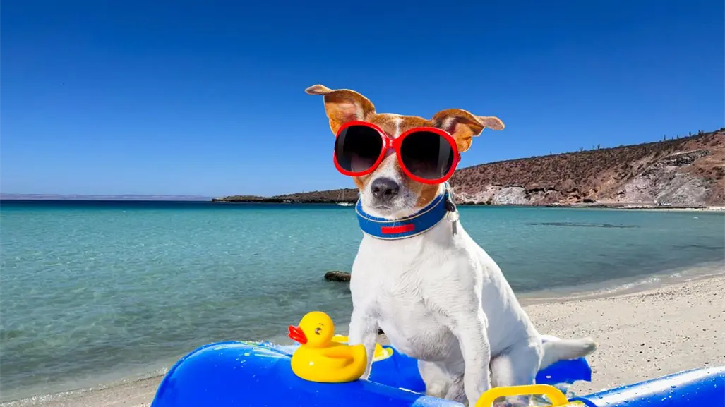 3 playas pet friendly en BCS que encantaran a tu mascota y a ti