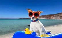 3 playas pet friendly en BCS que encantaran a tu mascota y a ti