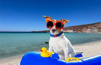 3 playas pet friendly en BCS que encantaran a tu mascota y a ti